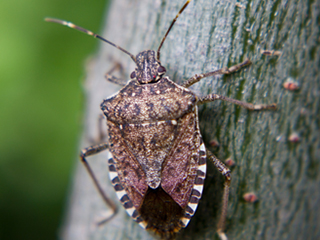 Cr�dit photo : http://www.stopbmsb.org/stink-bug-basics/